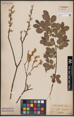 Foto von Salix aurita L.